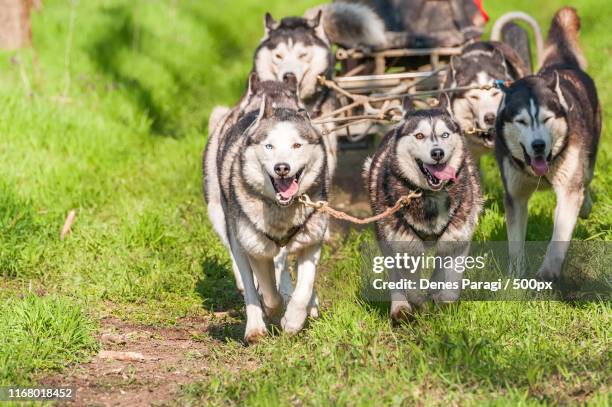 sleddogs racing in a green environment - chien de traineau photos et images de collection