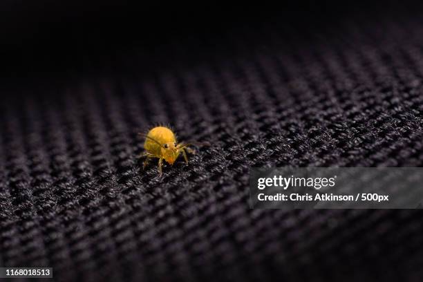 out of the darkness - collembola stock pictures, royalty-free photos & images