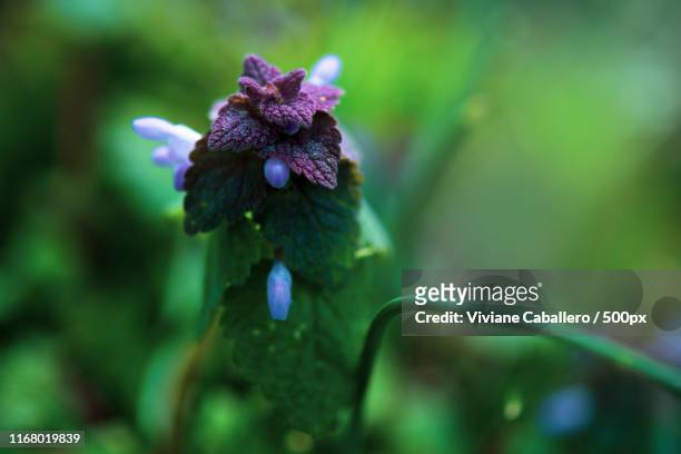 sweety purple - viviane caballero bildbanksfoton och bilder