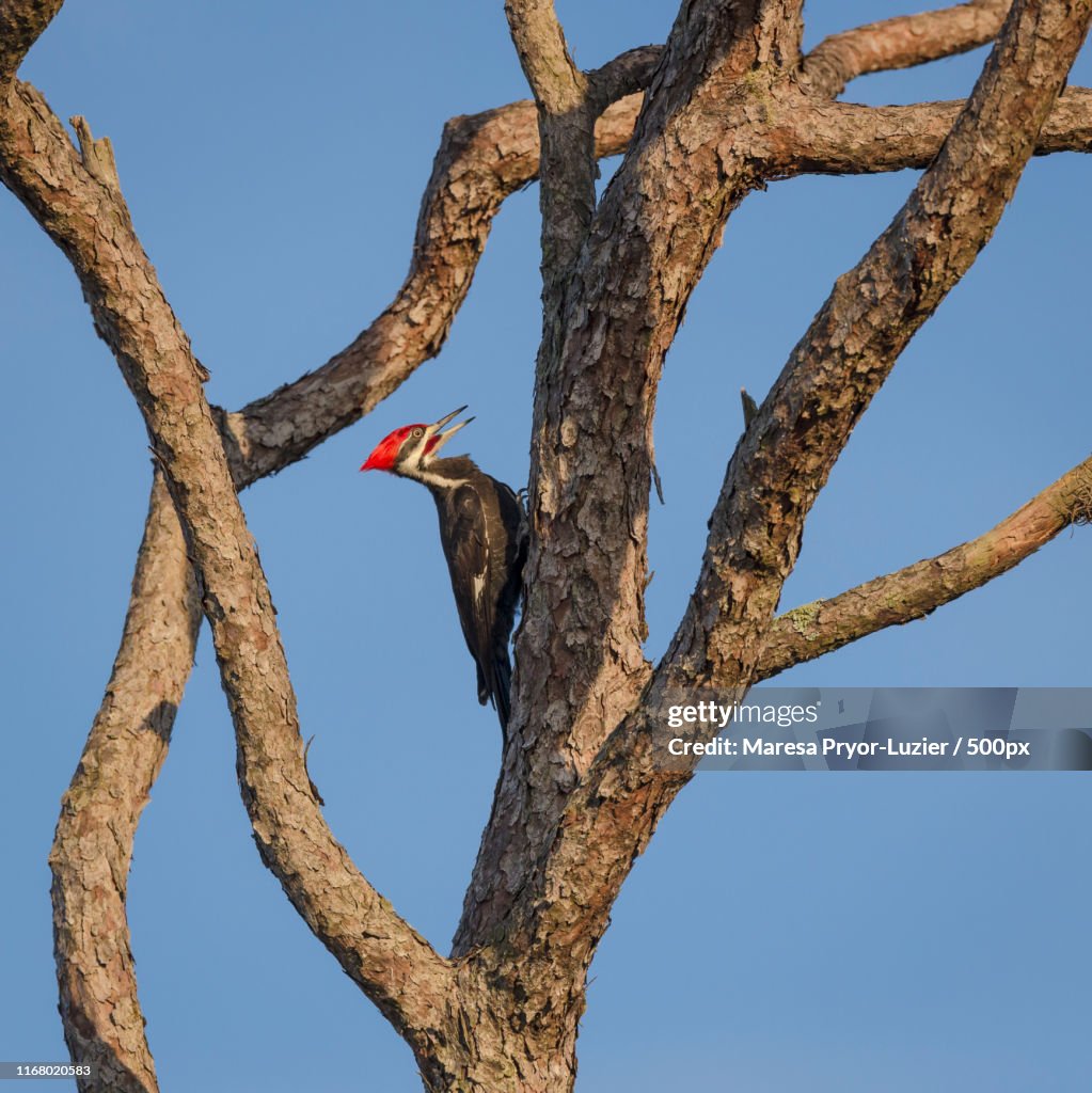 Pilated Woodpecker