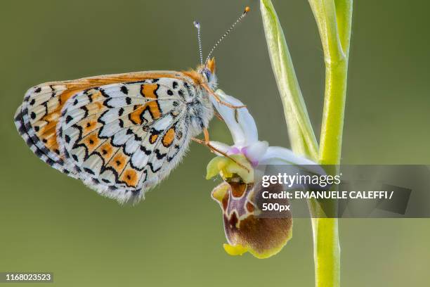 the orchid and butterfly - fauna selvatica stockfoto's en -beelden