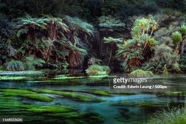 blue spring - rotorua stock pictures, royalty-free photos & images