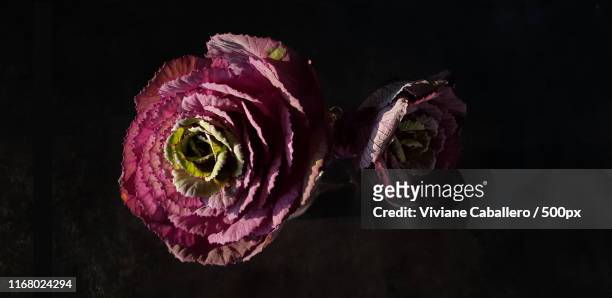 ornamental cabbage brassica oleracea var sabellica - viviane caballero stockfoto's en -beelden