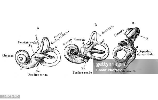 the bony labyrinth extracted from the temporal bone and seen from different angles - percussion section stock illustrations