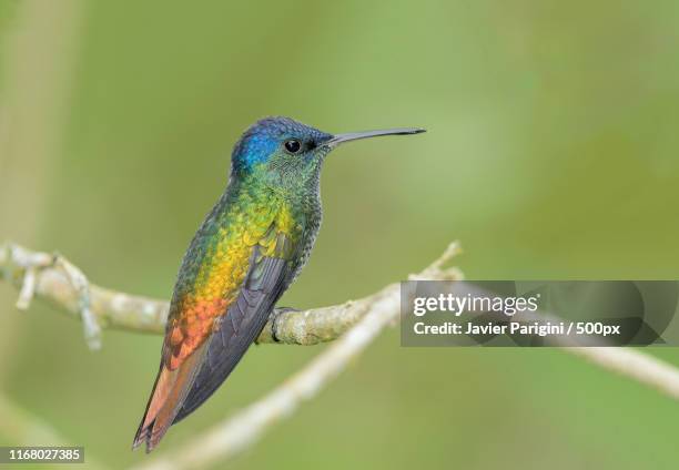 sapphire cola dorada - manu national park stock pictures, royalty-free photos & images