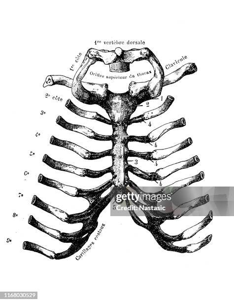 Floating Rib Men 145 Floating Rib High Res Illustrations - Getty Images