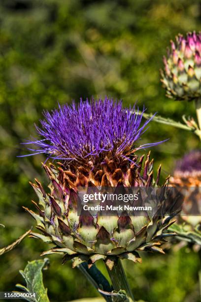 448 Cardoons Stock Photos, High-Res Pictures, and Images - Getty Images