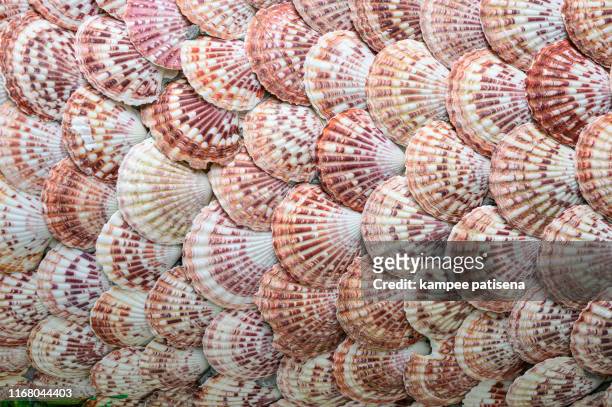 group of shellfish and clam detail texture background - conchiglia foto e immagini stock