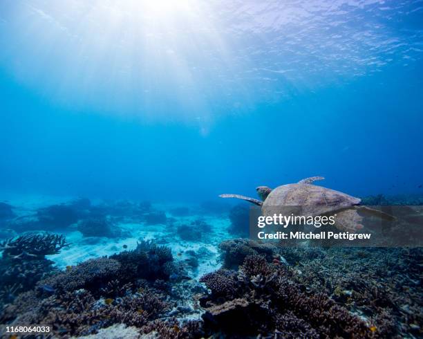 deep blue vibes - great barrier reef australia coral stock pictures, royalty-free photos & images