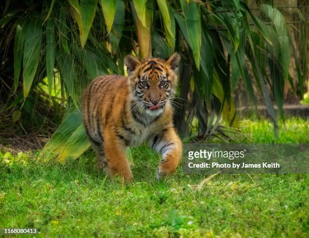 a young tiger cub explores its surroundings - tiger cub - fotografias e filmes do acervo