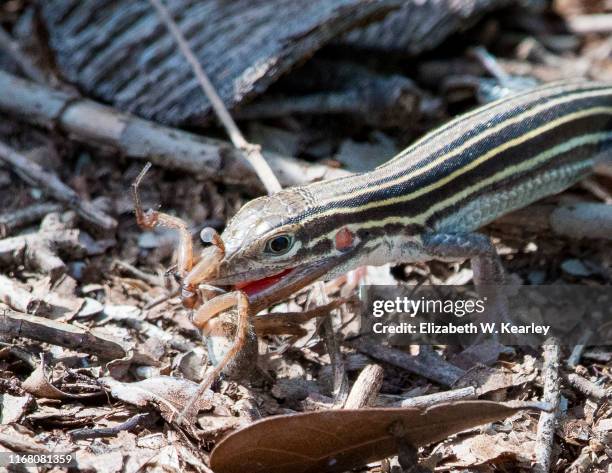 six-lined racerunner with a spider - racerunner stock pictures, royalty-free photos & images