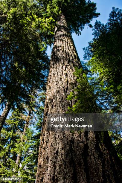 douglas fir - douglas fir stock pictures, royalty-free photos & images