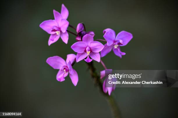 violet orchid close up - amazonas colombia foto e immagini stock