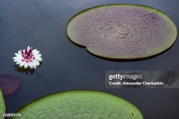 bright white water lily flower (victoria amazonica) with reflection in a calm water - calm water stock pictures, royalty-free photos & images