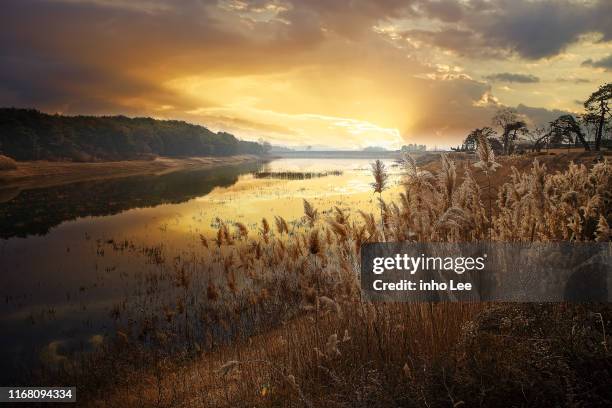 landschap - rietkraag stockfoto's en -beelden