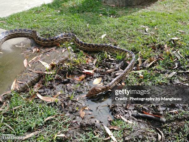 carpet snake - cairns road stock pictures, royalty-free photos & images