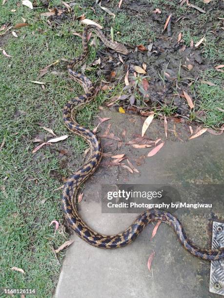 carpet snake - anaconda snake stock pictures, royalty-free photos & images
