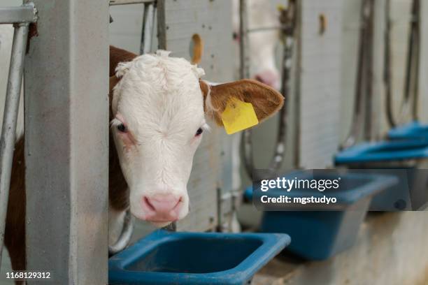 lot of holstein calf eating in a milk production farm - trough stock pictures, royalty-free photos & images