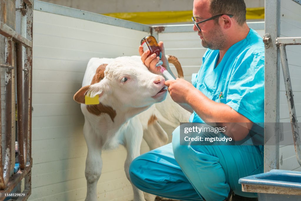 Calf Inj Happy Veterinarian Injection A Calf High-Res Stock Photo - Getty Images