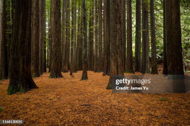 california redwoods - redwood tree trunk stock pictures, royalty-free photos & images