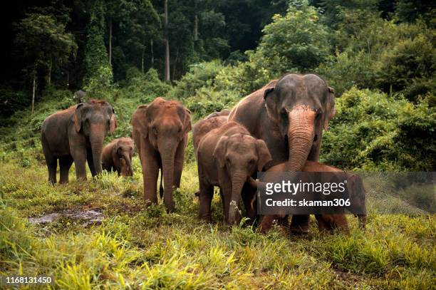 wildlife of asian elephants herd in the wild at northern thailand - asian elephant stock pictures, royalty-free photos & images
