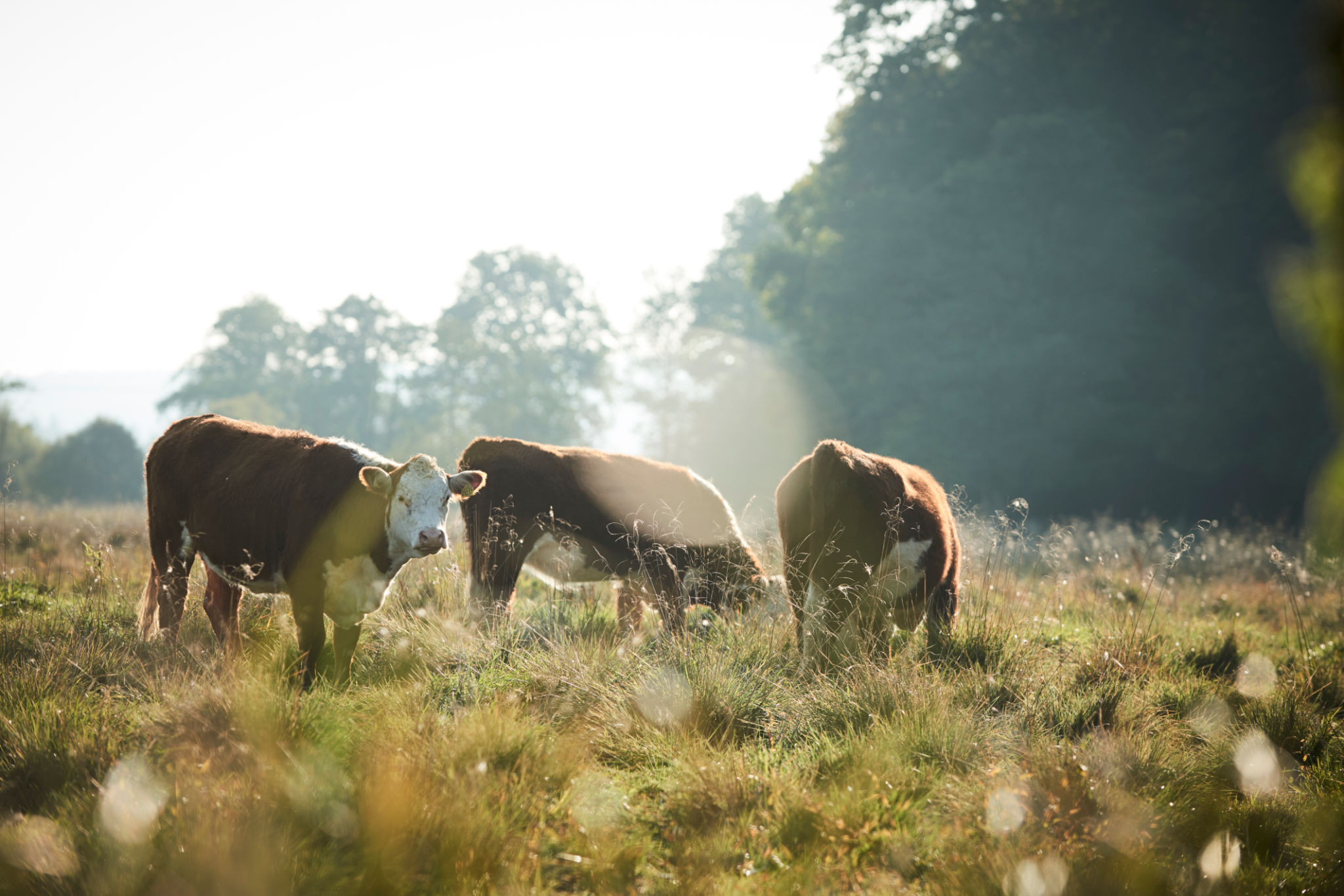 danish agriculture