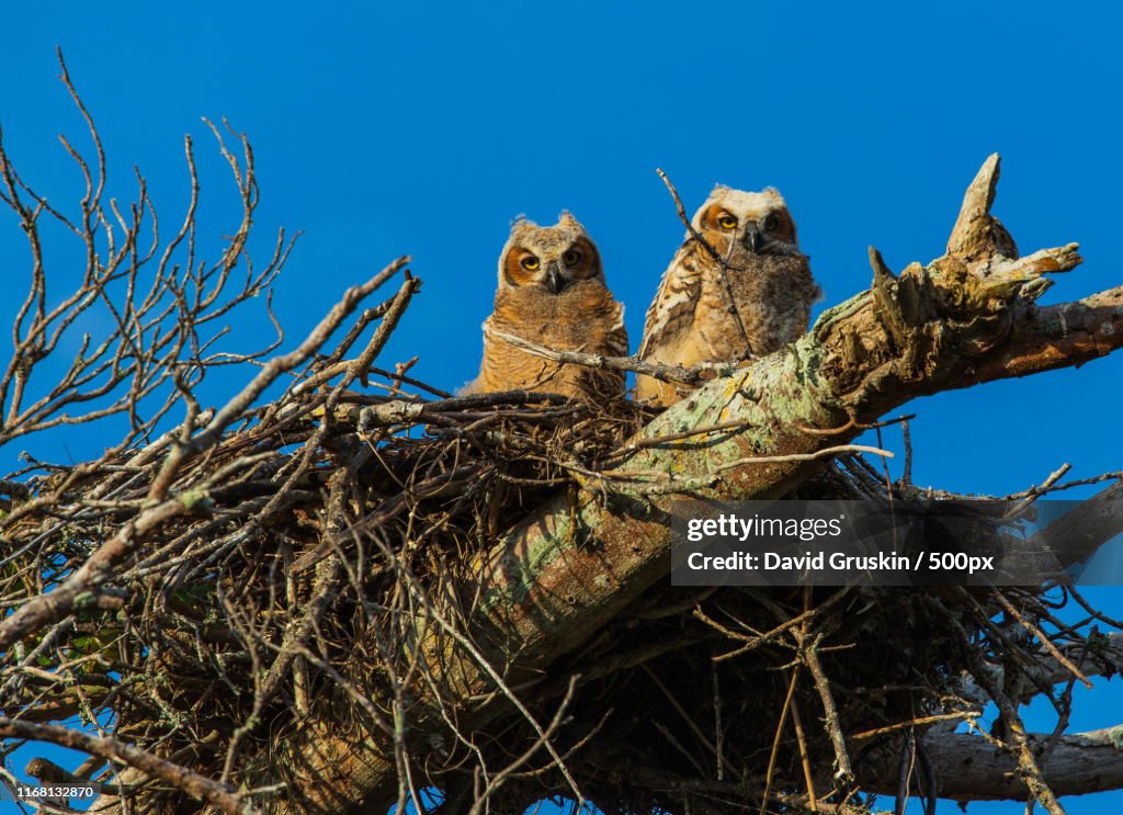 Owlets