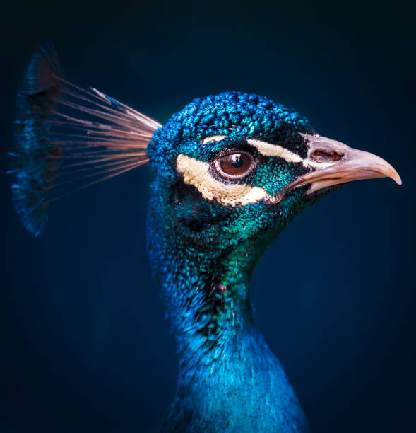 peacock - zoo art stock pictures, royalty-free photos & images