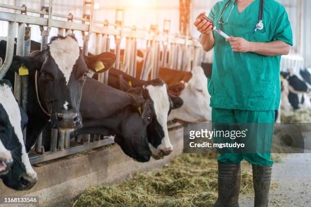 vet injection for cow - artificial insemination stock pictures, royalty-free photos & images