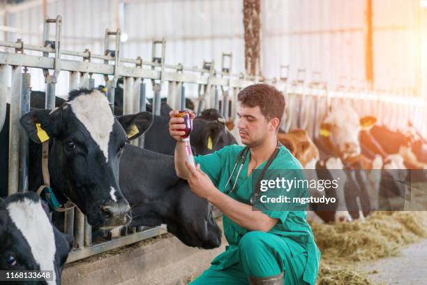 iniezione veterinaria per mucca - inseminazione artificiale foto e immagini stock