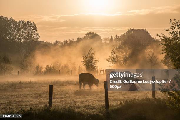 morning colors - cold morning stockfoto's en -beelden