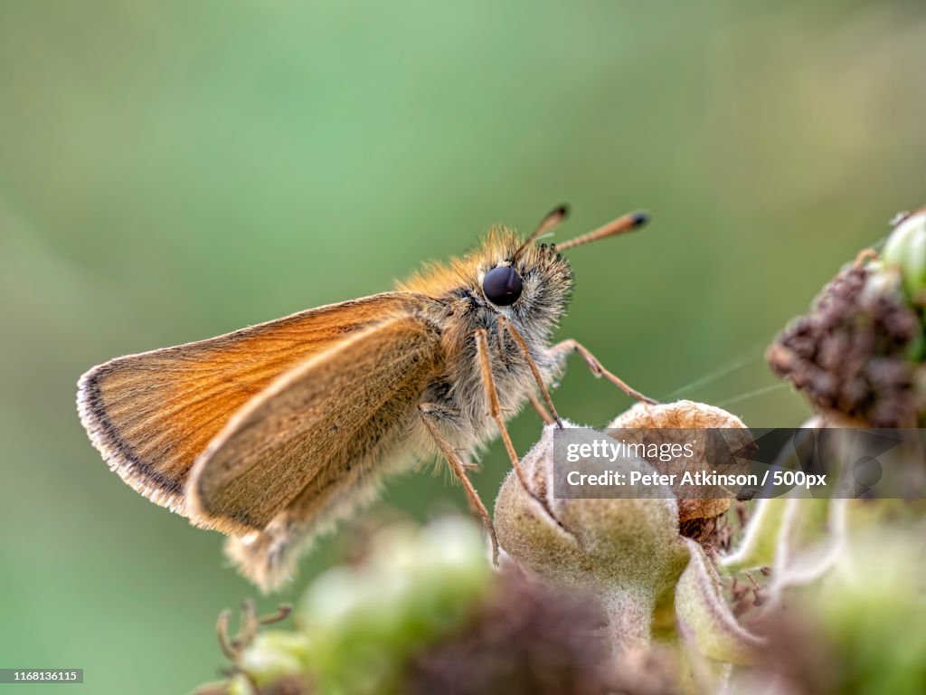 Large Skipper Butterfly