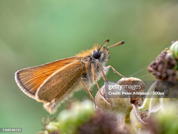 large skipper butterfly - hesperiidae stock pictures, royalty-free photos & images