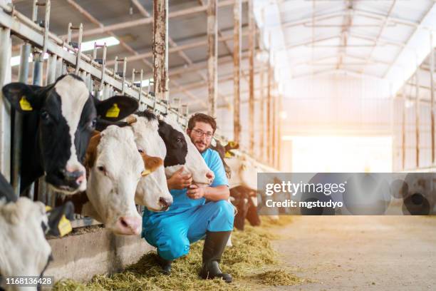 vet checking cows into to barn - cows eating stock pictures, royalty-free photos & images