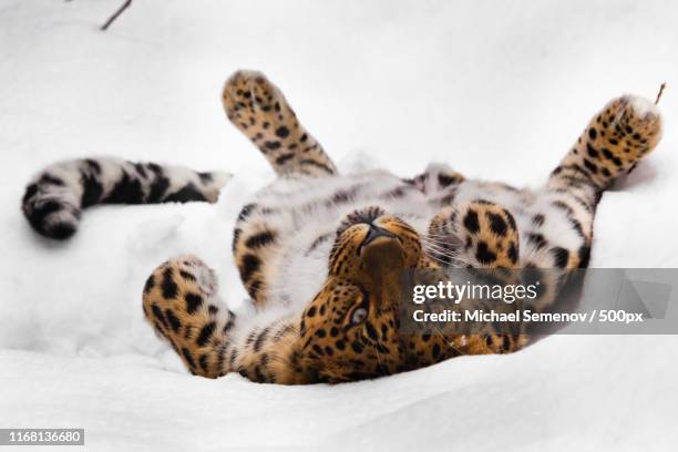 amur leopard plays in the snow big wild cat playing - amur leopard stock-fotos und bilder