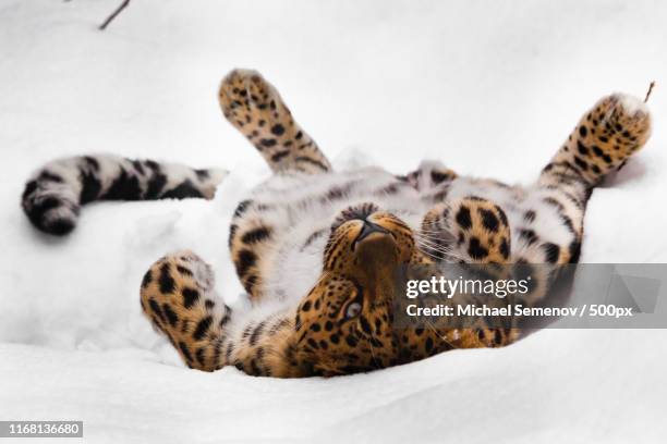 amur leopard plays in the snow big wild cat playing - amur leopard stock pictures, royalty-free photos & images