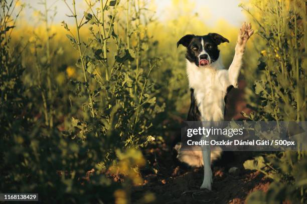 yulla - dog waving stock pictures, royalty-free photos & images