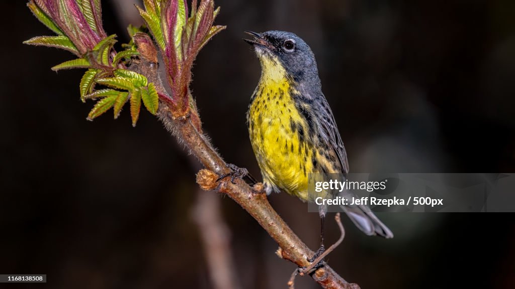Kirtland's Warbler ( Setophaga Kirtlandii )