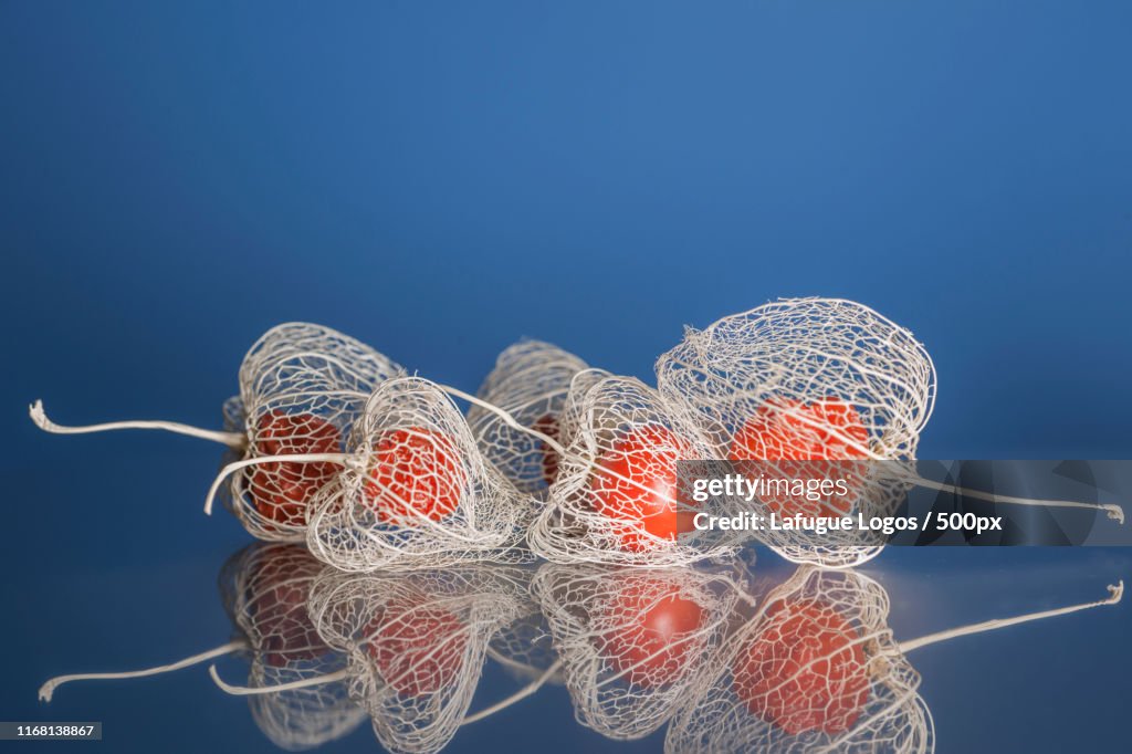 Physalis Conference