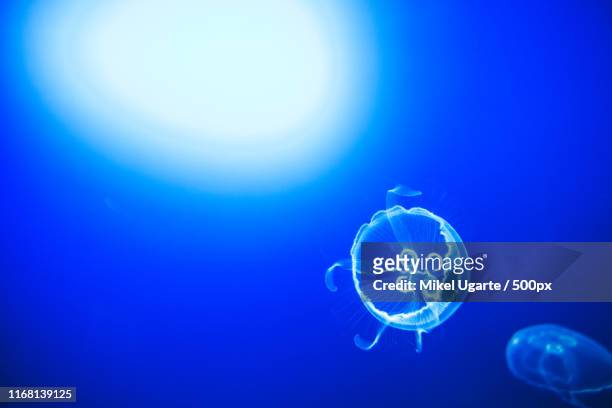 transparent moon jellyfishes smoothly swimming in deep blue water in san sebastian, spain - medusa común fotografías e imágenes de stock