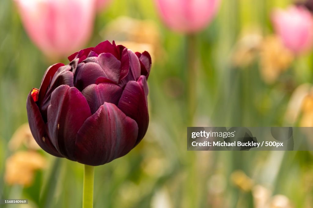 Burgundy Red Tulip Bloom