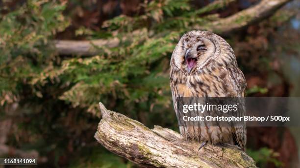 what's so funny - funny owl stock pictures, royalty-free photos & images