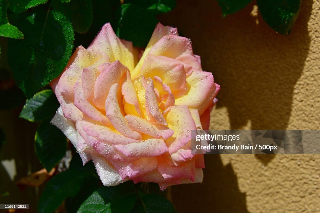 Peach And Yellow Rose With Dew