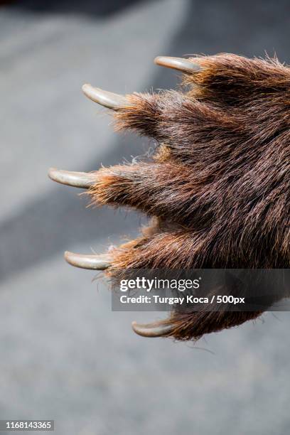 black bear paw with sharp claws - bear paw print stock-fotos und bilder