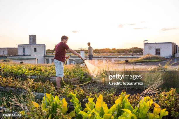 summer: on the roof top garden young adults watering plants - the roof gardens stock pictures, royalty-free photos & images