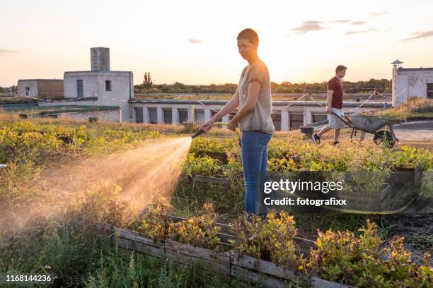 summer: on the roof top garden young adults watering plants - jardim na cidade imagens e fotografias de stock