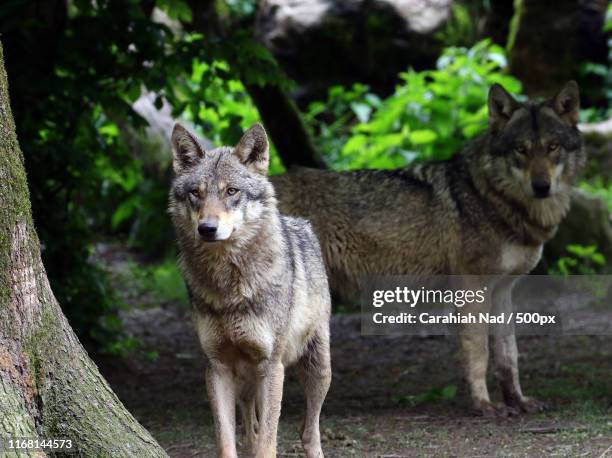 Eastern European Wolves 1,461 Eurasian Wolves Stock Photos, High-Res Pictures, and Images ...