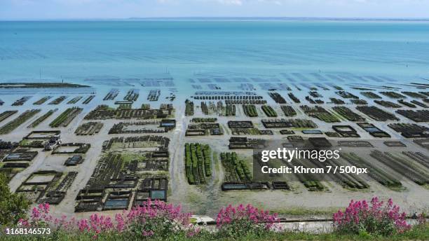 oyster farm - cancale fotografías e imágenes de stock