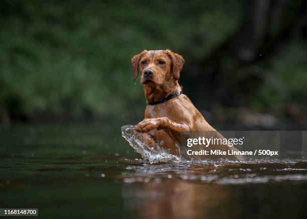 monty the bear cub - dog swimming stock pictures, royalty-free photos & images