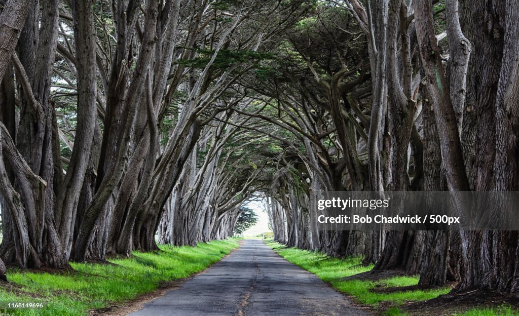 Cypress Grove At Point Reyes Nationd Seashore